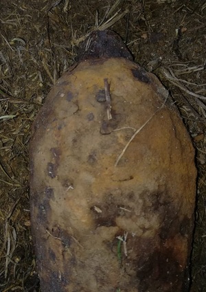 przednia część granatu moździerzowego leżącego w lesie