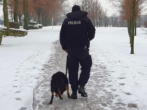Na zdjęciu policjant z psem widziany tyłem
